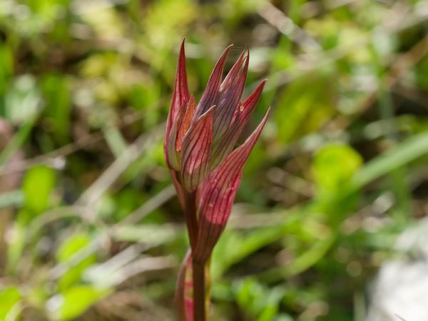 <h3><a href="/trips/kreta/biota/plantae/tracheophyta/liliopsida/asparagales/orchidaceae/serapias lingua/serapias lingua-nl.html">Serapias&nbsp;lingua</a> / Tongue‑orchid / Gewone&nbsp;tongorchis</h3>OM-1 Mark II met OLYMPUS M.150-400mm F4.5 TC, 1/1000 sec  bij F10.0, ISO 2000, afstand 1.645&nbsp;m